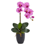 22.5” Phalaenopsis Orchid in Black Vase
