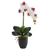 22.5” Phalaenopsis Orchid in Black Vase